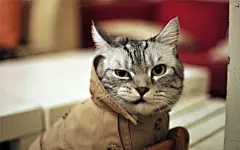 精选做鬼脸的可爱短毛猫萌宠喵星人高清电脑桌面壁纸下载