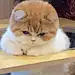 该吃饭了吧