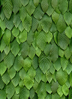 Nite江采集到Color-Green