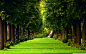 nature trees path - Wallpaper (#2908034) / Wallbase.cc