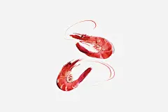 手绘河虾 png素材