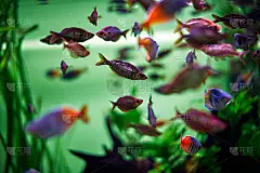 多种颜色的鱼类和藻类在一个大鱼缸。