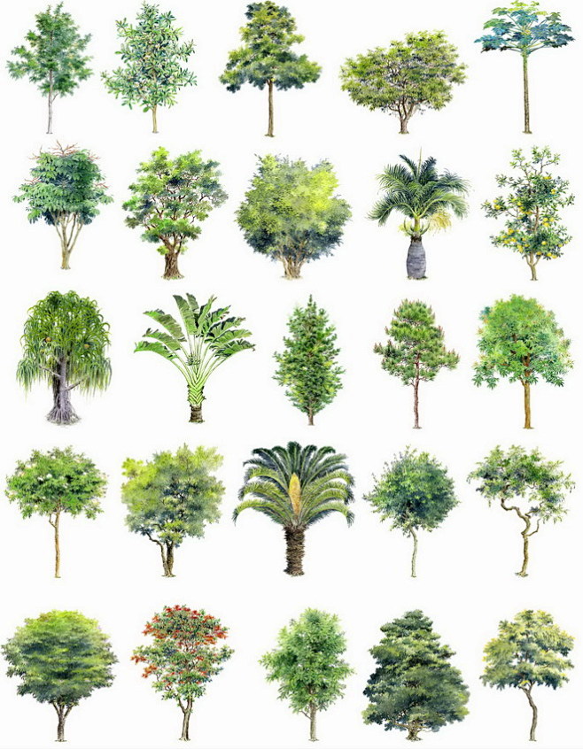 喷泉 植物 树木 松树 花卉 盆景 景观...