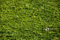 Green wall background of Boston ivy_创意图片