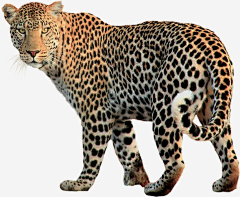 水墨剔透采集到元素动物----猫咪  老虎  狮子 豹子