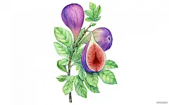 顶级鲜花美食水果手绘插画-挪威Kateryna Savchenko [46P] (38).jpg