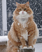 雪地玩耍的猫（上）25P

PS：有异物乱入，但怎么说它们也算BIG CATS

(25张)