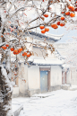 简约雪中柿子素材图片
