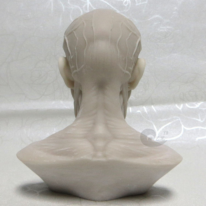艺用人体肌肉头雕素体静物绘画参考头骨模型...