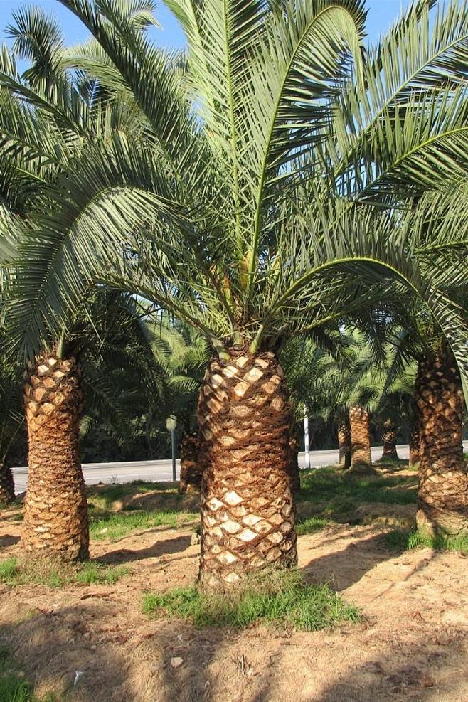 341加拿利海枣别名长叶刺葵槟榔竹加拿利椰子针葵常绿乔木