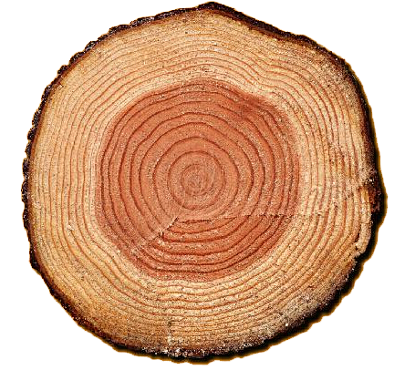 年轮