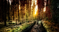 General 1920x1080 forest sunset