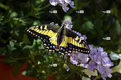 蝴蝶 燕尾 翅膀 花壁纸 花卉背景 自然 美丽的花朵 昆虫 花