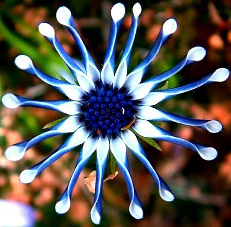 蓝眼菊（Osteospermum）是菊科...