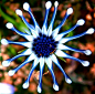蓝眼菊（Osteospermum）是菊科金盏花族下的一个属。 蓝眼菊原先是属于异果菊属，其后从中分裂出来，当中只有一年生的物种仍在此属中，而多年生的则纳入蓝眼菊属中。蓝眼菊属是核果菊属的近亲。蓝眼菊的学名是来自希腊文的“骨头”及拉丁文的“种子”。又名非洲雏菊、南非雏菊、海角雏菊及蓝眼雏菊等。蓝眼菊属下有约50个物种，都是产于非洲，其中35个于南部非洲及阿拉伯。它们是半耐寒性的植物，故此野生的蓝眼菊不能抵御冬天。