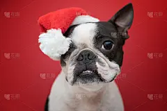 波士顿梗狗的肖像在一个红色的背景上的新年红色圣诞老人的帽子。有创造力。