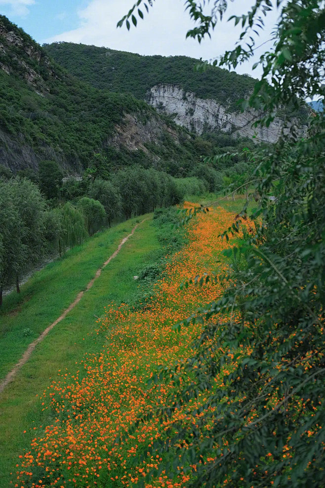 硫化菊？