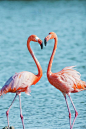 Flamingos in love #heart #love