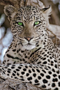 Beautiful Leopard