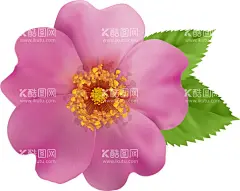 桃花  - 源文件下载【酷图网】大牌,大牌花型,数码印花,乱花,小碎花,时尚花型,定位花,手绘花,玫瑰花,牡丹花,花纹,花纹边框,透明背景,透明素材,