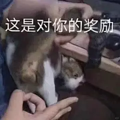 小猫咪表情包 - 小红书