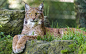 General 1920x1200 nature animals lynx big cats