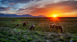 Tableau Vivant of Wild Horses/It was about 2 A.M. and the sun was just dipping into the horizon for a short stint. These horses were frolicking about in a huge flat field a bit inland from the end of the fjord. They were all so lively and alert, jumping a