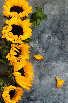花束,黄色,向日葵,灰色背景,垂直画幅,贺卡,无人,夏天,户外,乡村风格
