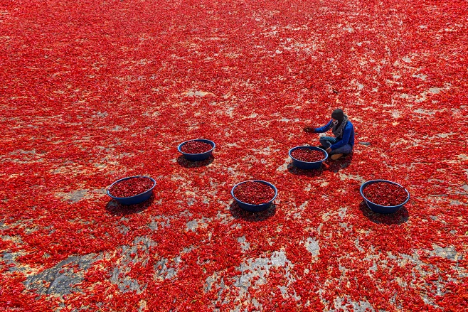 Drying Chilli pepper by F. Dilek Uyar : 1x.com is the world's biggest ...