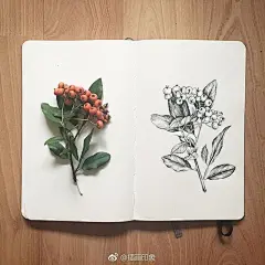 漂亮花的美复刻在了纸上~【插画师：Courtney Roth】 ​ ​​​​