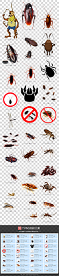蟑螂图片害虫消灭害虫素材
