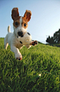 DOGS | Cutest Paw