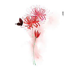 y1直很安静采集到花