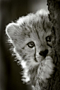 Baby Cheetah