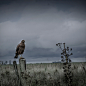 Aves del campo uruguayo