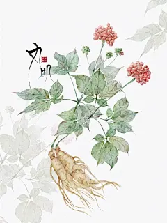Ipad水彩｜本草纲目植物图鉴｜人参_2_脑阔疼的丸叽叽o_来自小红书网页版
