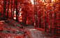 General 1920x1200 nature landscape fall path forest hill trees red fantasy art