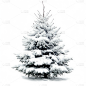 冬天通用写实落雪松树元素