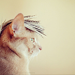 样花儿采集到猫咪