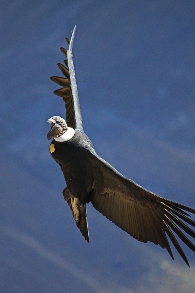 鹰形目美洲鹫科安第斯鹫属安第斯神鹫