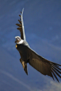 鹰形目·美洲鹫科·安第斯鹫属：安第斯神鹫