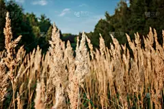 野地上的草地上的夕阳，柔和的阳光，温暖的今夜，镜头耀斑