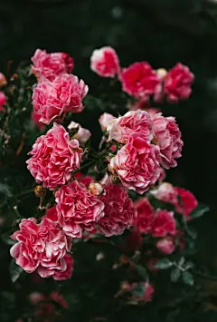 牡丹花高清摄影素材