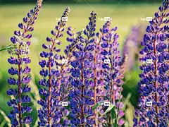 蓝色的 夏天 自然 花壁纸 美丽的 可爱的 新鲜的 花卉背景