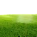 草地草坪
