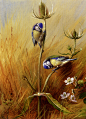 【Archibald Thorburn (1860-1935)】Thorburn_Archibald_Bluetits_On_A_Teasel