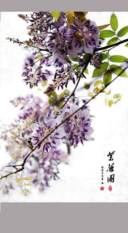 紫藤花开了，浓浓的绿淡淡的紫，串串花朵的...