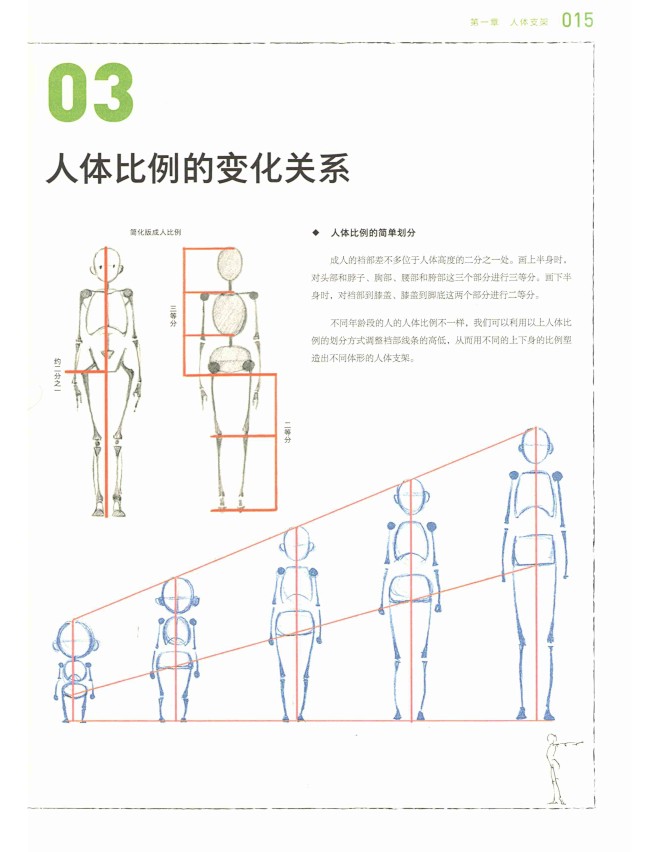 人体结构原理与绘画教学_15