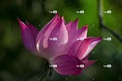 莲花 花 粉红色的花 盛开 开花 花瓣 花壁纸 粉红色的花瓣