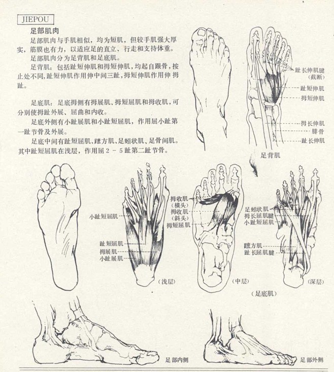 人体造型基础——人体局部解剖